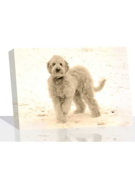 Photo Canvas