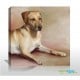 beautiful oil painting from dog image