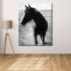 This custom pencil portrait captivates with it's impactful, contrasting tones between the horse and background