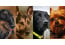 How to Take and Turn Dog Photos into Extraordinary Paintings